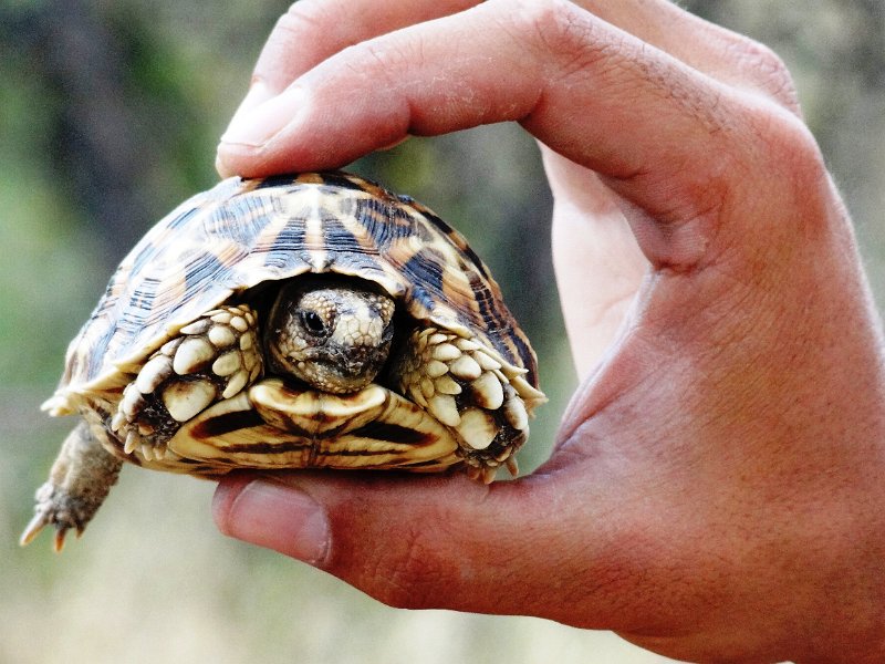 nab (1450).JPG - Leopardenschildkröte
